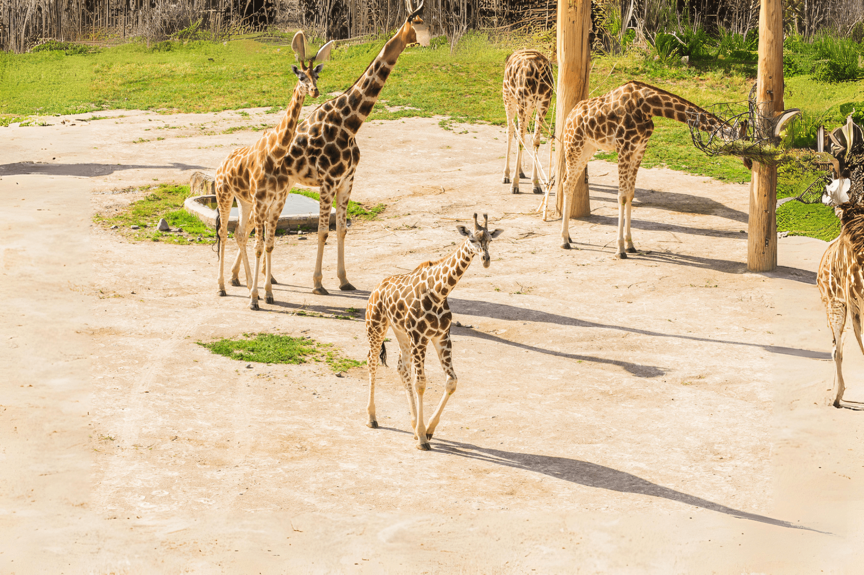 Zoofari Park