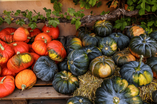 Calabasas Pumpkin Festival