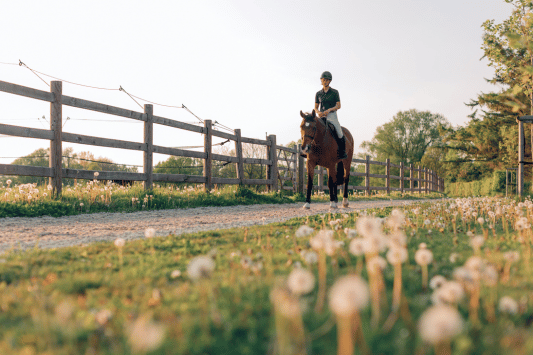 Equestrian Activities