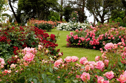 Descanso Gardens