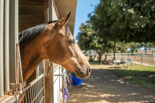 Lakewood Equestrian Center