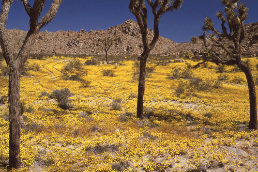 Saddleback Butte State Park