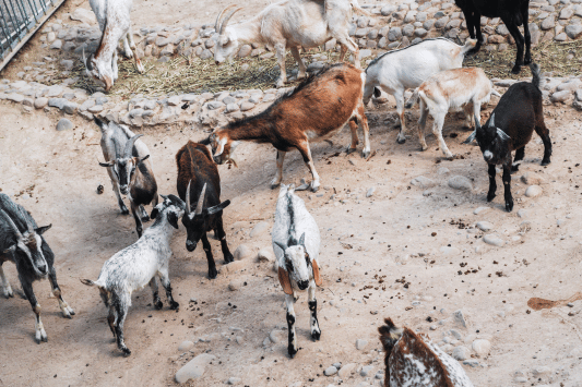The Montebello Barnyard Zoo