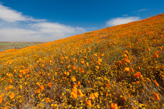 Antelope Valley California Poppy Reserve