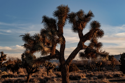 Prime Desert Woodland Preserve
