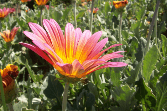 Huntington Library, Art Museum, and Botanical Gardens