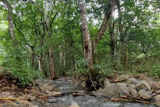 Los Nietos Trail