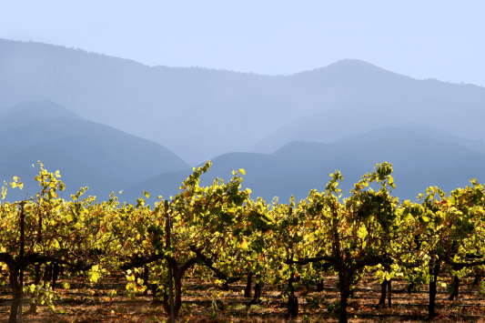 Cielo Winery