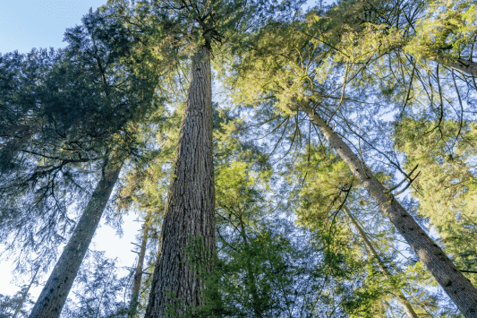 Carbon Canyon Regional Park
