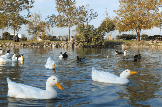 Twin Lakes Recreational Park