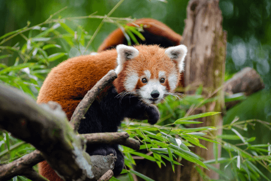 Orange County Zoo