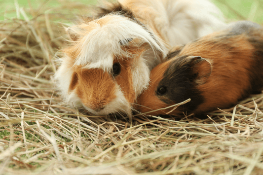 Zoomars Petting Zoo