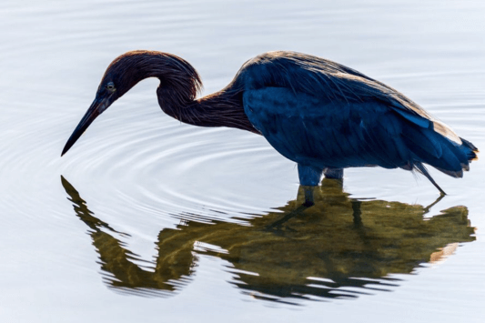 Bolsa Chica Ecological Reserve