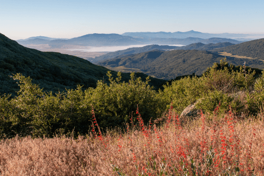 Palomar Mountain State Park