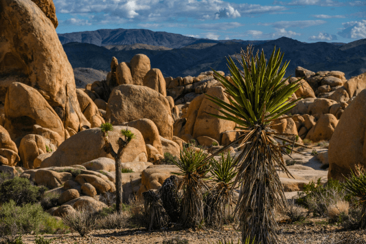 Joshua Tree National Park