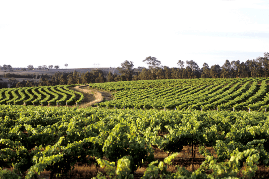 Local Wineries and Vineyards