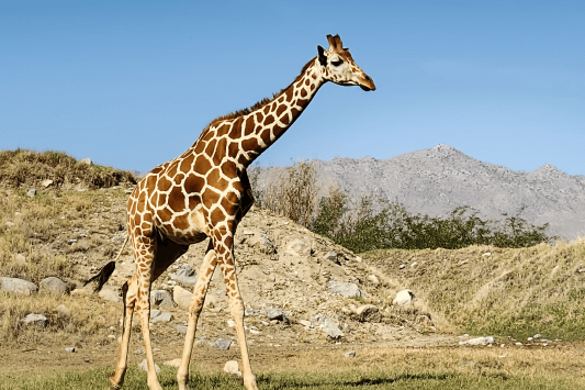 The Living Desert Zoo and Gardens