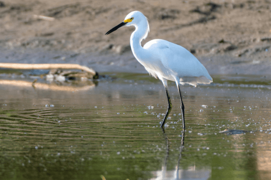 San Jacinto Wildlife Area
