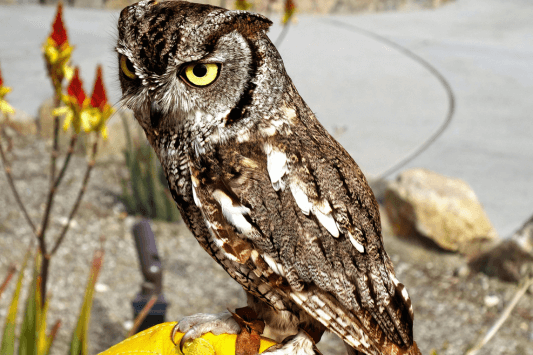 The Living Desert Zoo and Gardens