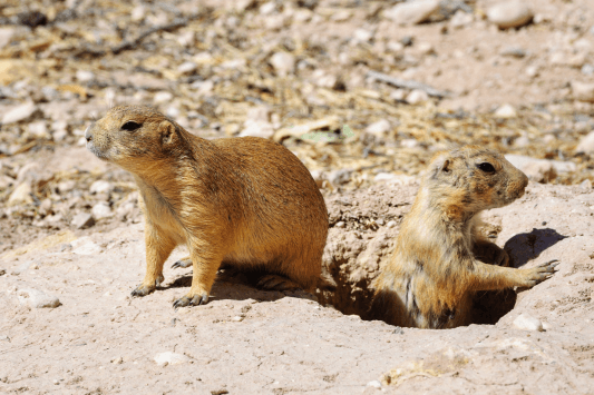 The Living Desert Zoo and Gardens