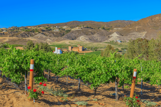 Temecula Valley Wine Country