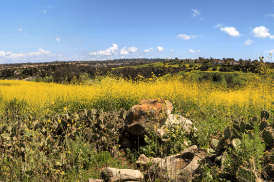 Aliso Viejo