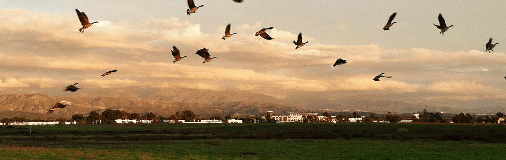 Tustin neighborhood