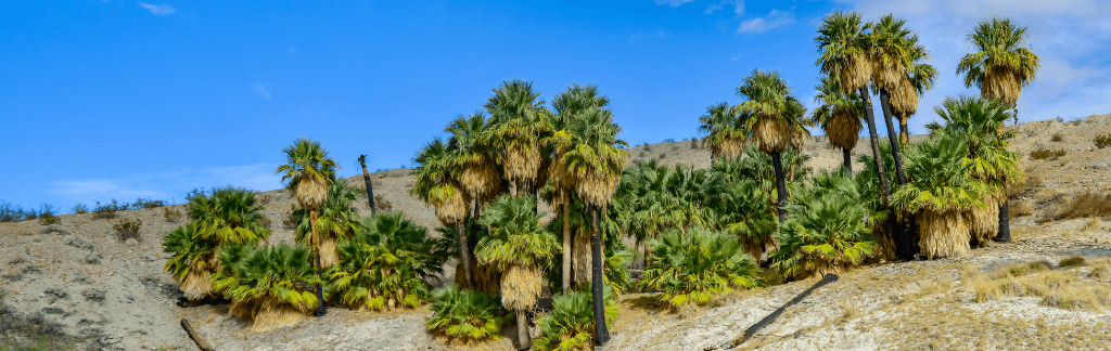 Bermuda Dunes & Thousand Palms neighborhood