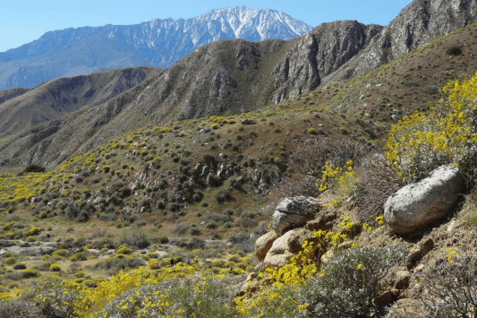 Cabazon & Whitewater