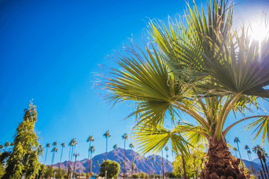 Coachella