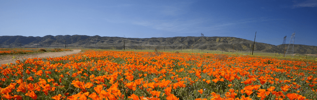 Woodcrest neighborhood